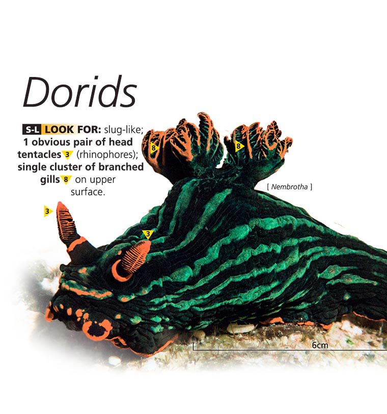 Dorids