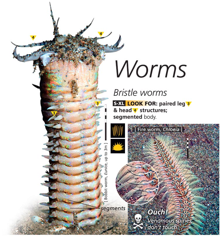 Bristle worms
