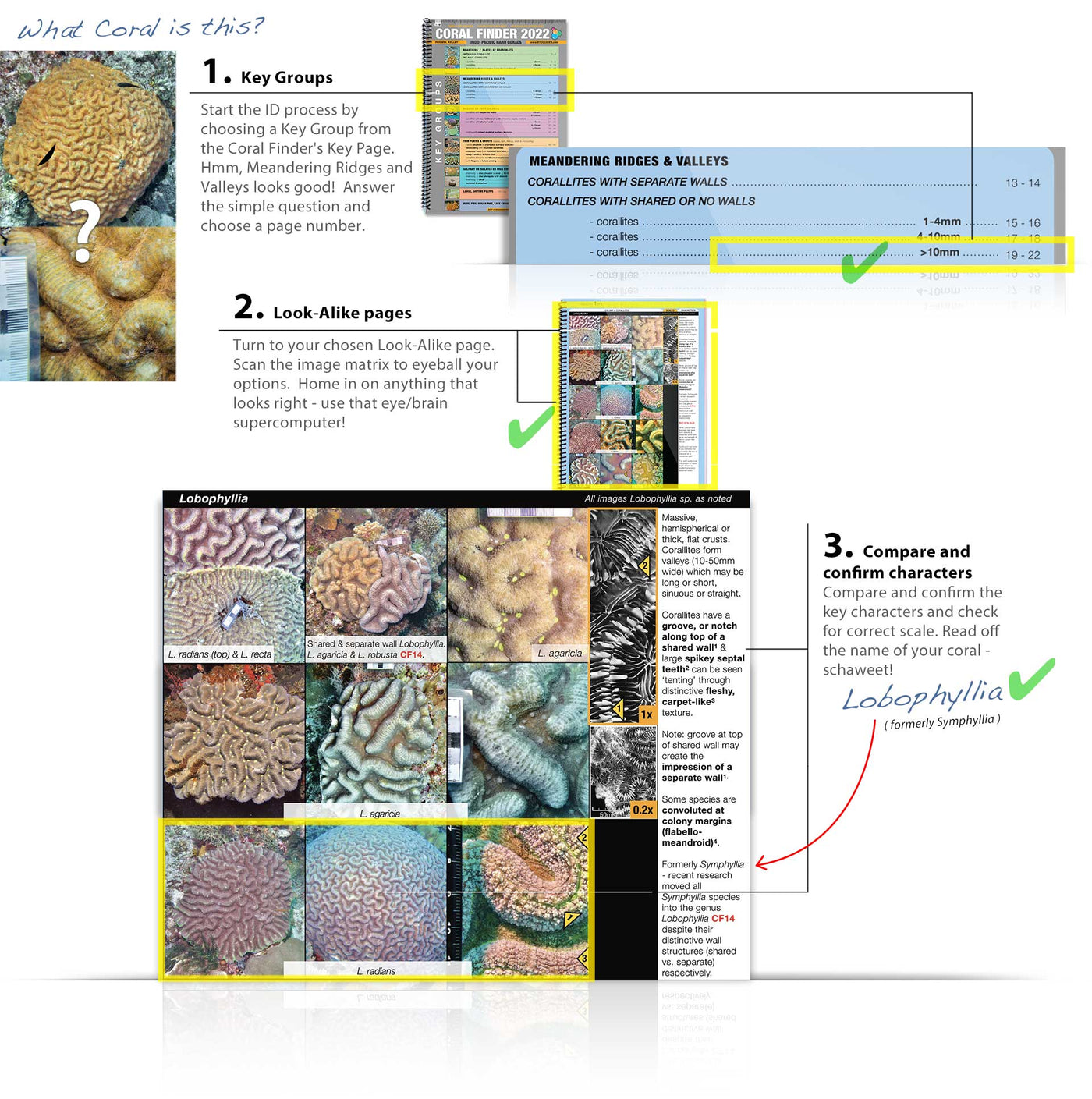 Field Guide Corals Coral Finder 2022 - BYOGUIDES