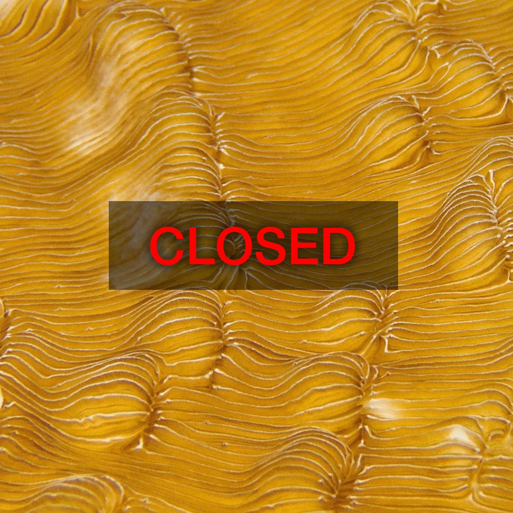 Online Coral ID workshop, January 19 - 22, 2024, 8:30am – 12:30pm (GMT+10:00) Brisbane timezone