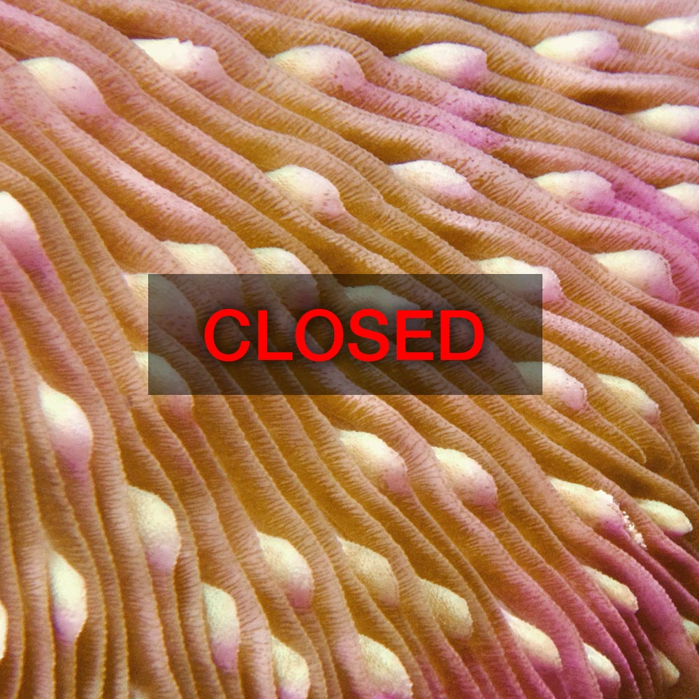 Online Coral ID workshop, November 23 - 26, 2023: 7pm – 11pm (GMT+10:00) Brisbane timezone