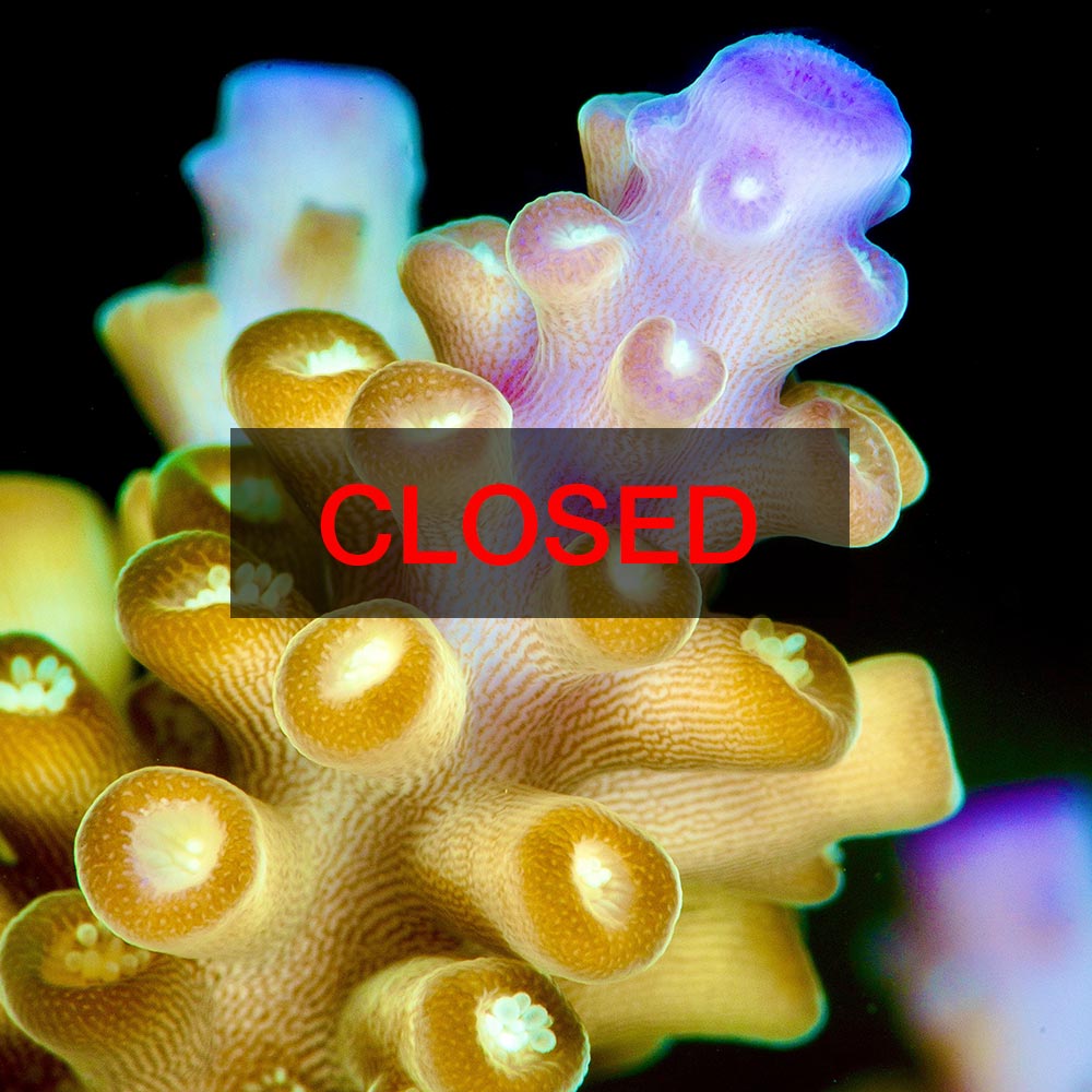 CORAL ID WORKSHOP (2 days at University of Melbourne) July 12 -13, 2025: 8:30am  – 5pm (GMT+10:00)