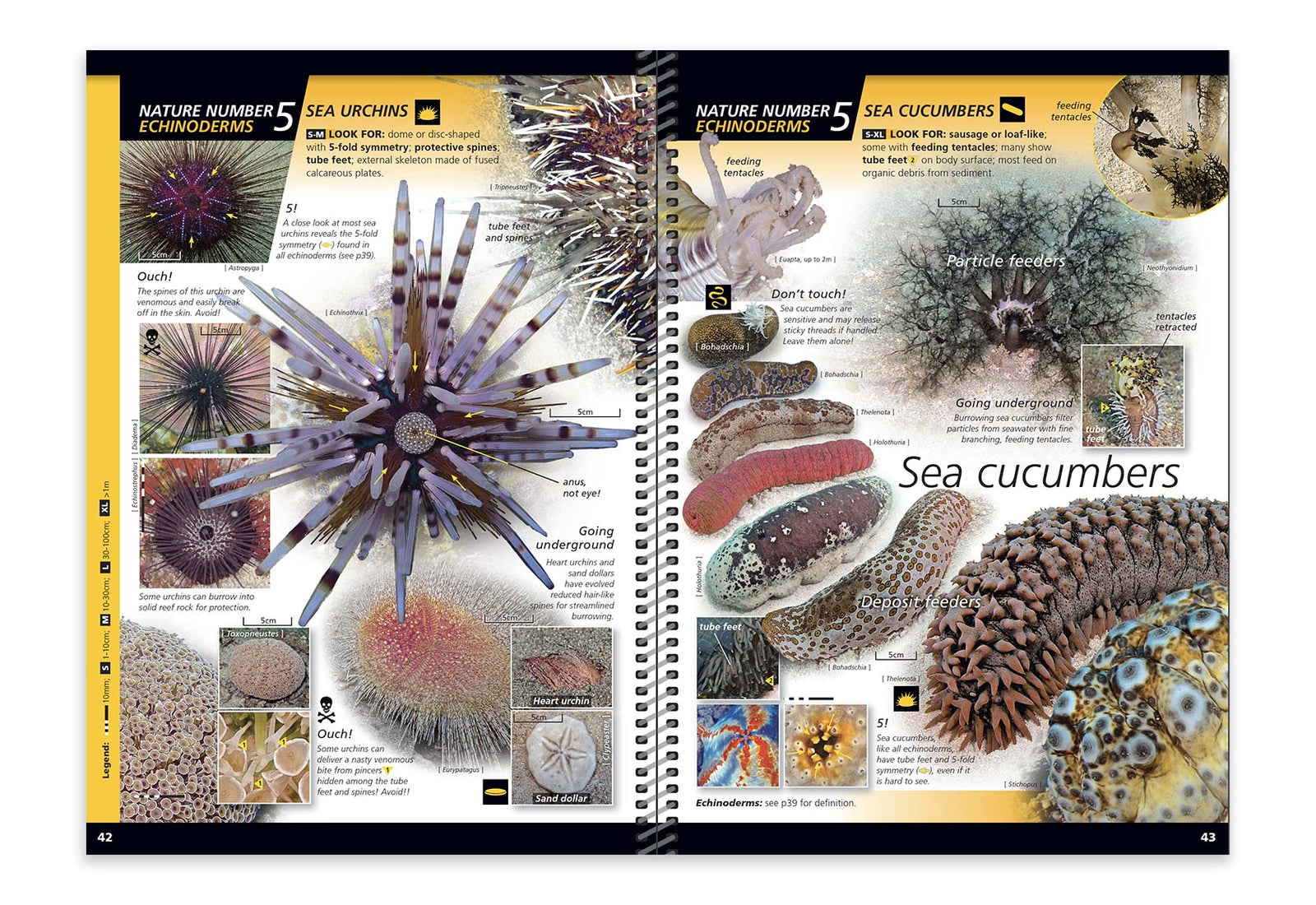 Nature Number 5 Echinoderms