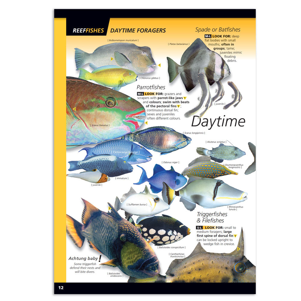Reef Fishes - Daytime Foragers